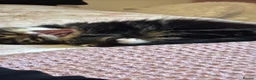 Mixed Breed cats for sale: 2 kittens for a loving home - Advert 10