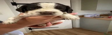 English Springer Spaniel 2
