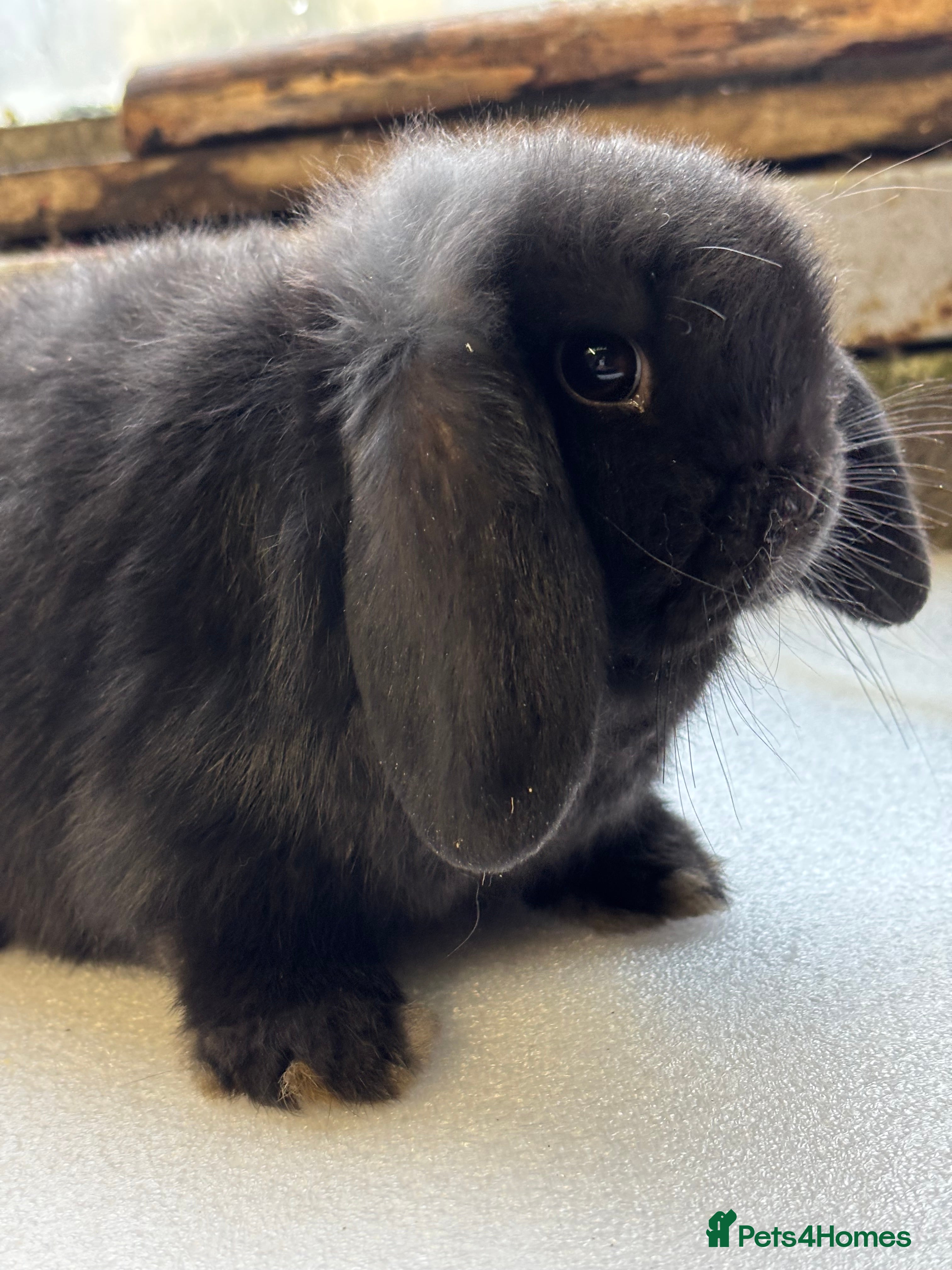 Mini Lop rabbits Adorable baby rabbits for sale - Advert 7