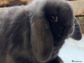 Mini Lop rabbits Adorable baby rabbits for sale - Advert 7