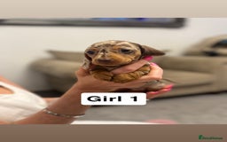Miniature Dachshund dogs for sale: Stunning baby mini dachshunds  - Image 19