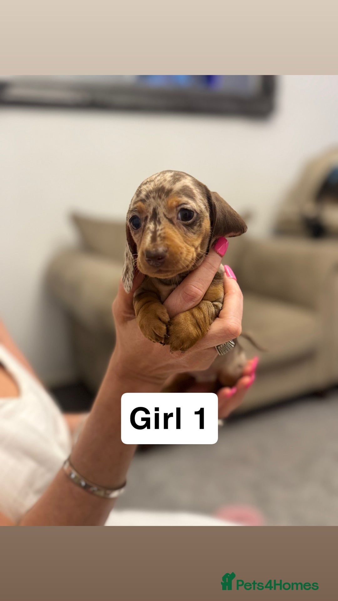 Miniature Dachshund dogs for sale: Stunning baby mini dachshunds  - Image 19