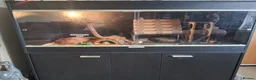 Corn Snake reptiles for sale: Gorgeous corn snake with viv and full set up in Clynderwen - Advert 8