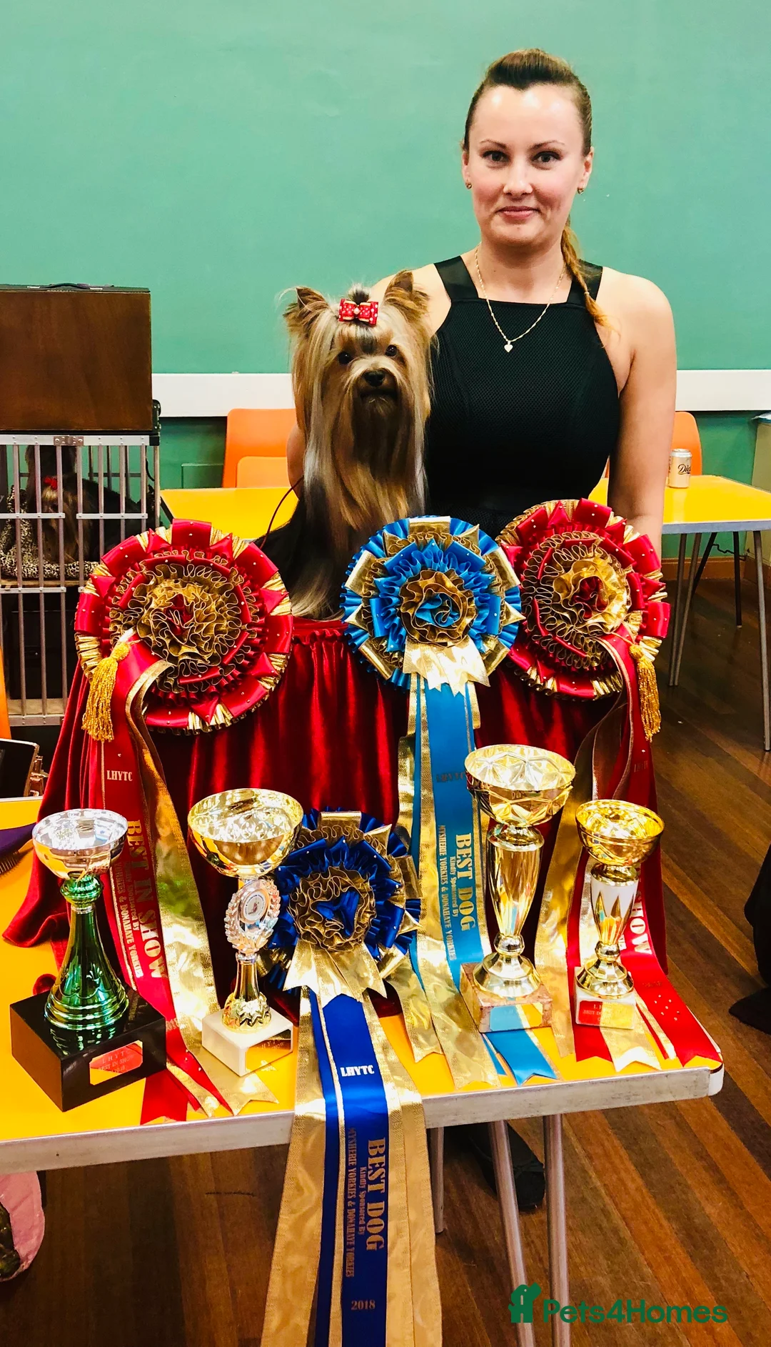 Yorkshire Terrier dogs for stud: Stunning UK champion small stud dog DNA tested in Rotherham - Advert 19