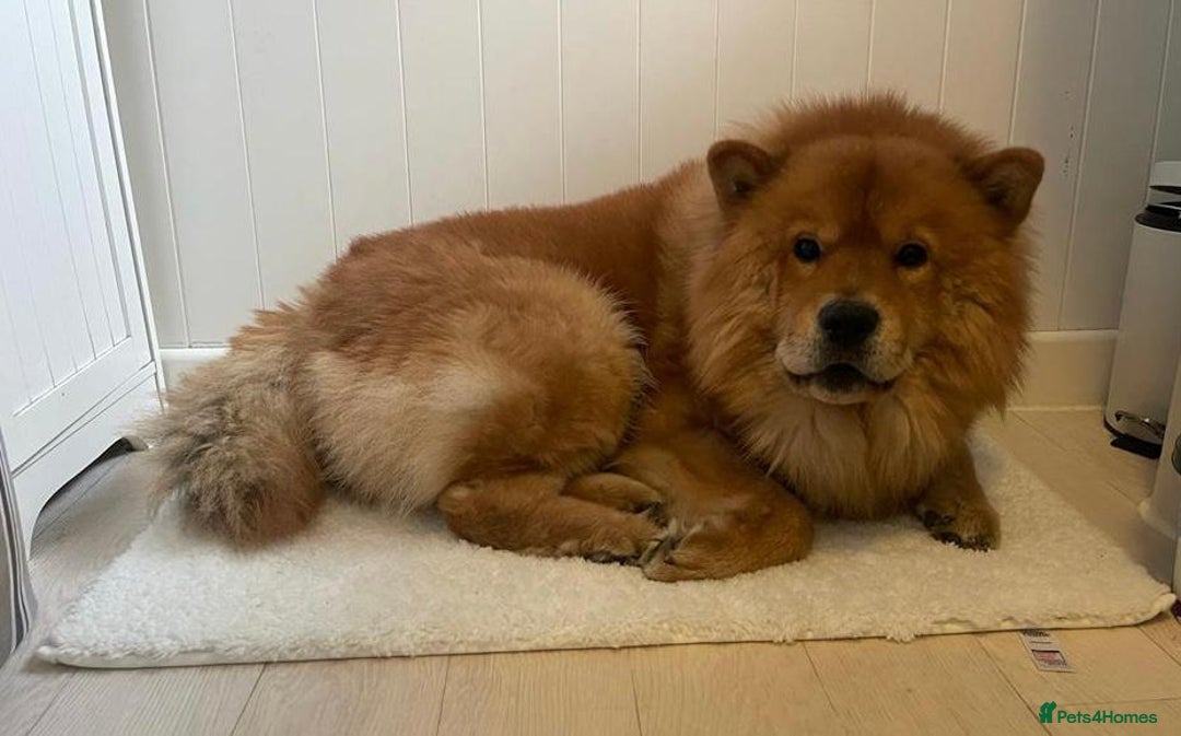 Chow Chow dogs for stud: Chow Chow Studs (Ragsbagsandbear Mating Services) - Advert 3