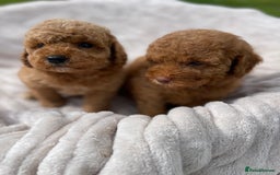 Cockapoo dogs for sale: Chocolate F1b Cockapoo’s - Image 13