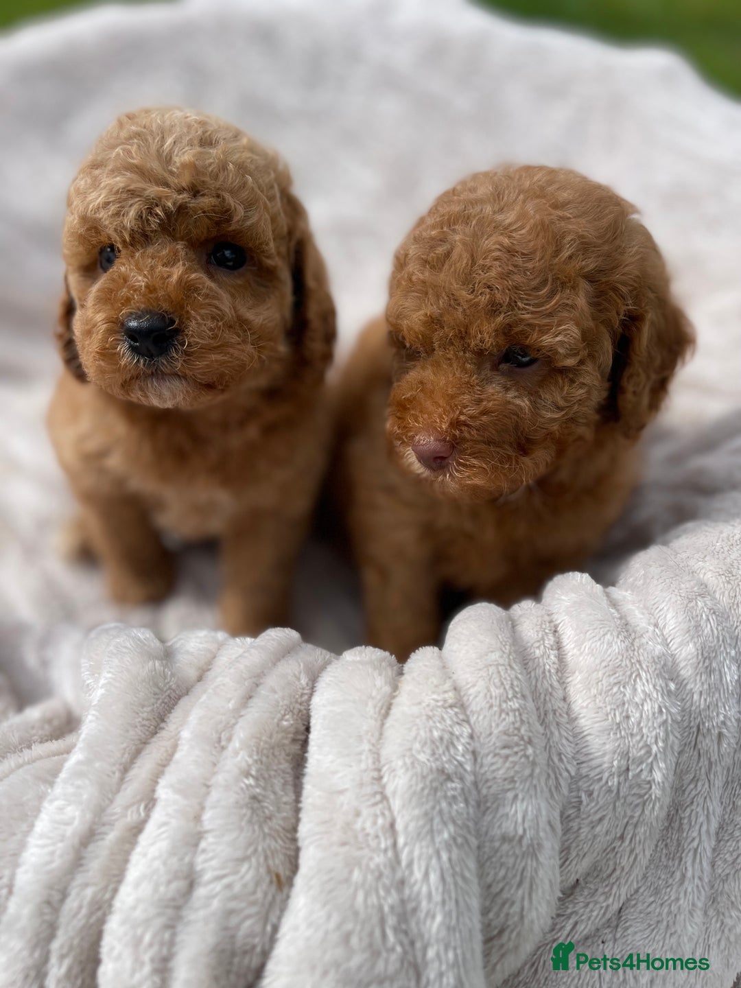 Cockapoo dogs for sale: Chocolate F1b Cockapoo’s - Image 13