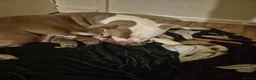 Mixed Breed dogs for sale: Stunning litter of 7 - Advert 2