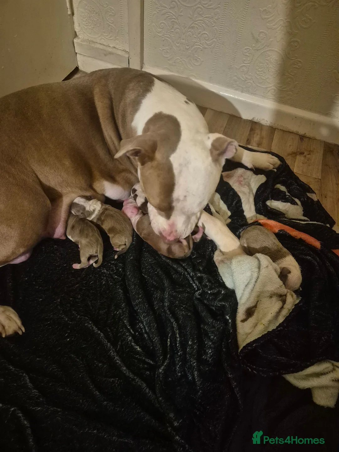 Mixed Breed dogs for sale: Stunning litter of 7 - Advert 2