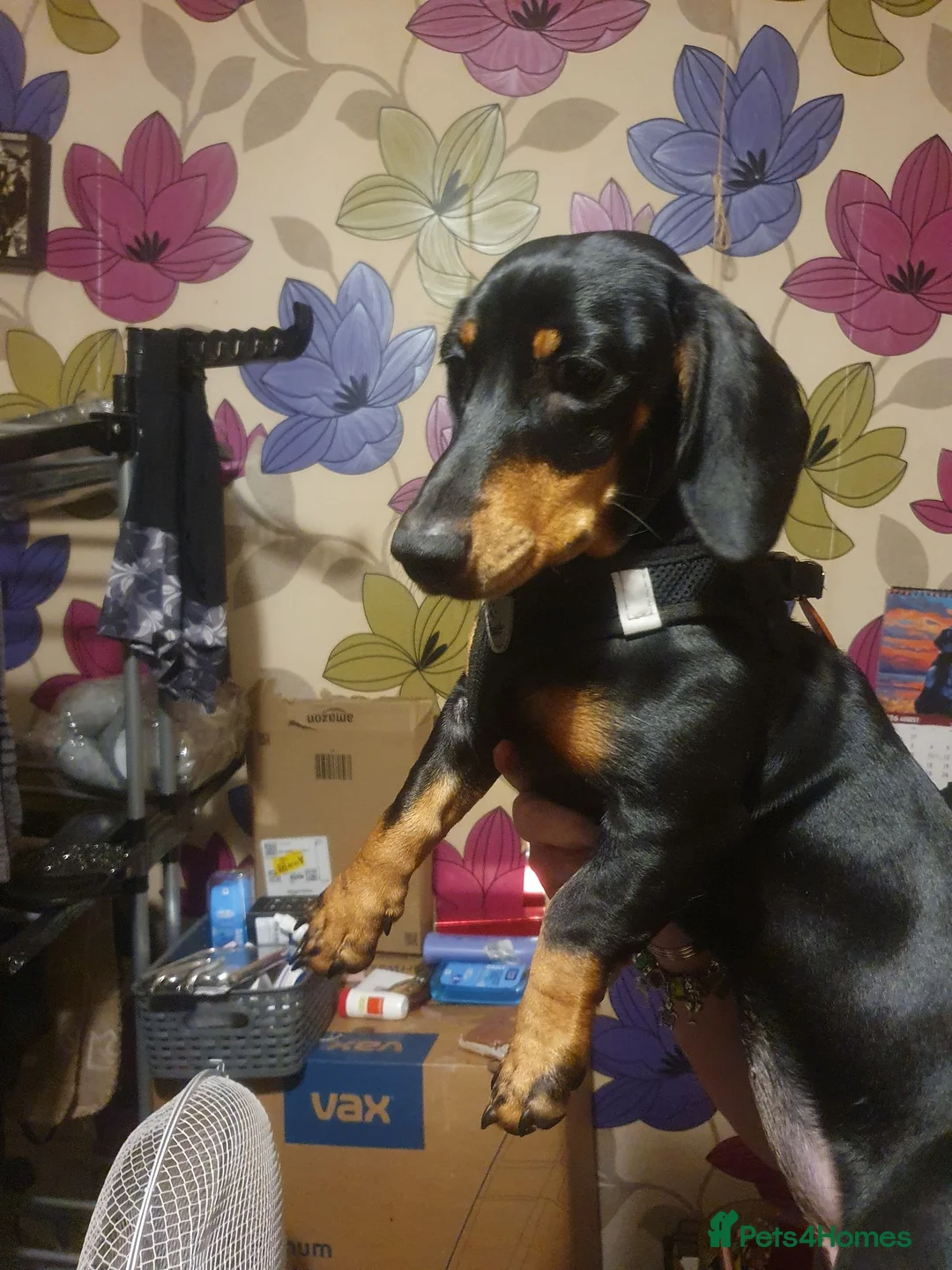 Dachshund dogs for sale: Beautiful girl for sale - Advert 2