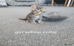 Mixed Breed cats for sale: Beauitful kittens looking for there forever home - Image 5