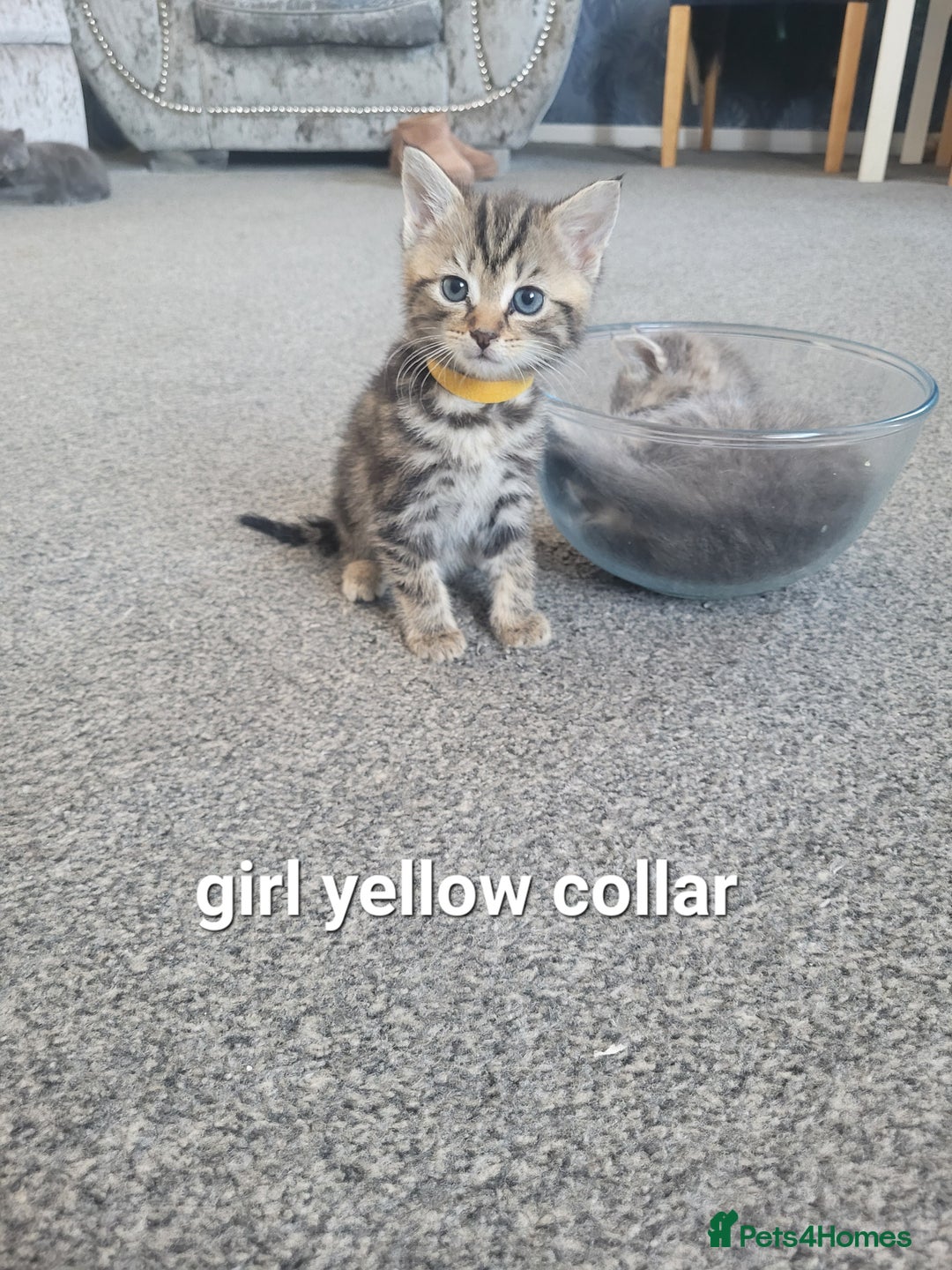 Mixed Breed cats for sale: Beauitful kittens looking for there forever home - Image 5