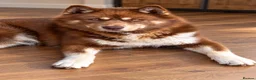 Siberian Husky dogs for stud: Siberian husky males for Stud - Advert 2