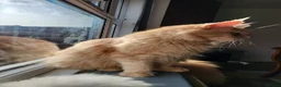 Maine Coon cats for sale: Maine Coons kitten Birmingham  - Advert 5