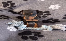 Miniature Pinscher dogs for sale: KC Reg Miniature Pinschers - Image 2