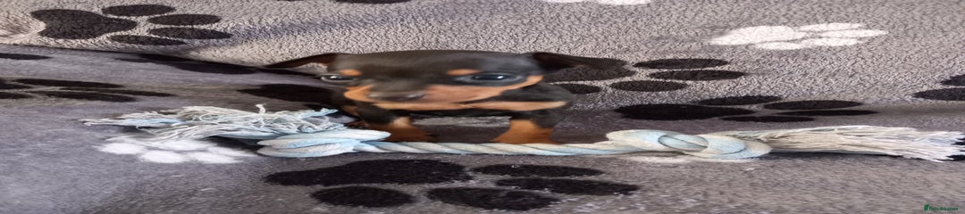 Miniature Pinscher Puppy 1