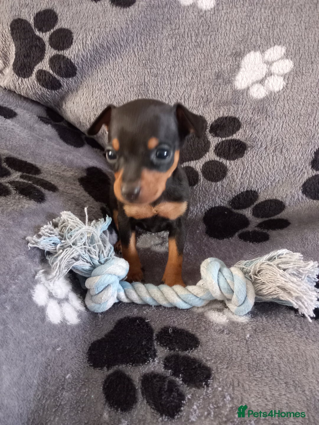 Miniature Pinscher dogs for sale: KC Reg Miniature Pinschers - Image 2