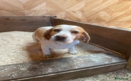 Beagle dogs for sale: 2 adult bitches and a 6 month tri boy - Image 1