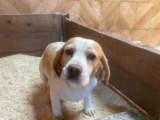 Beagle dogs - Advert 32