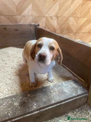 Beagle dogs - Advert 3