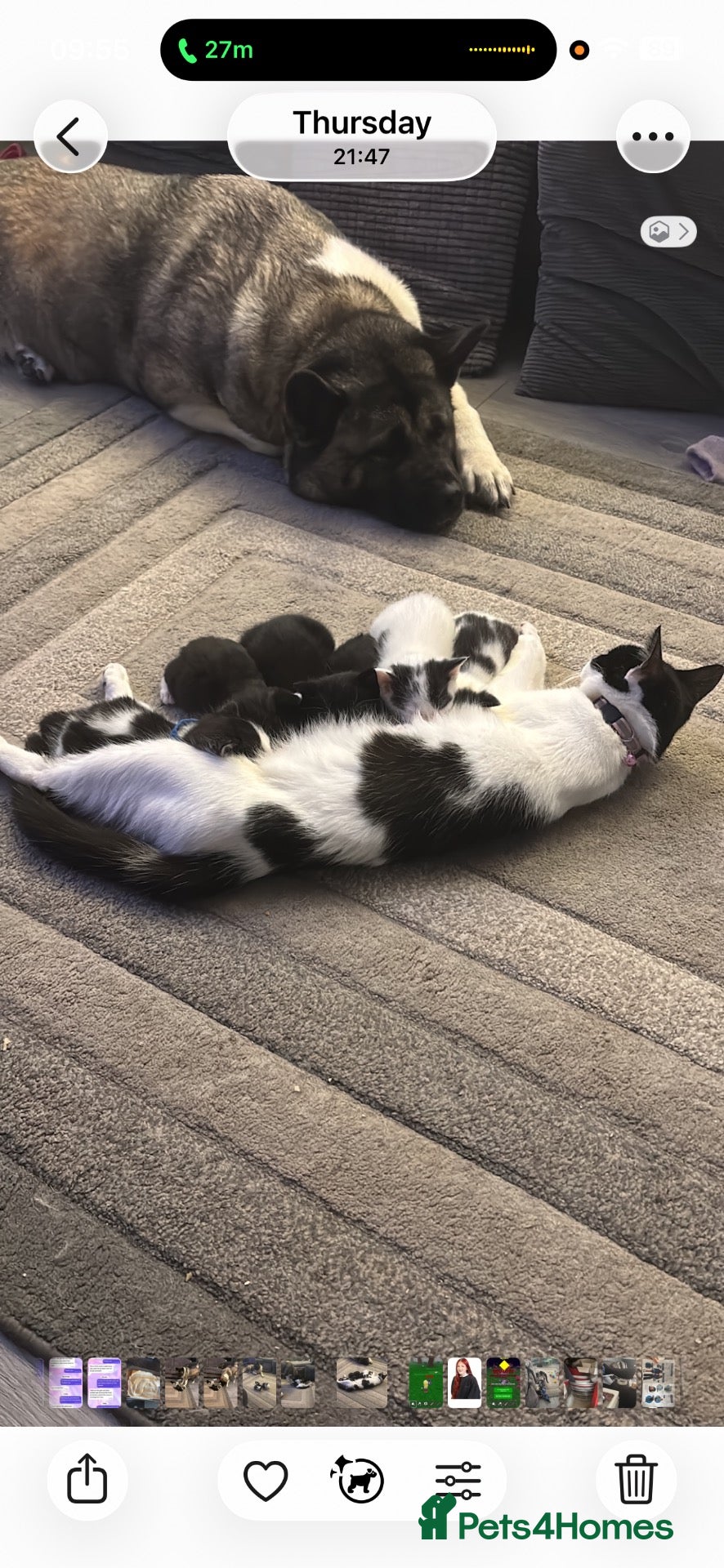 Mixed Breed cats Beautiful kittens  - Advert 9