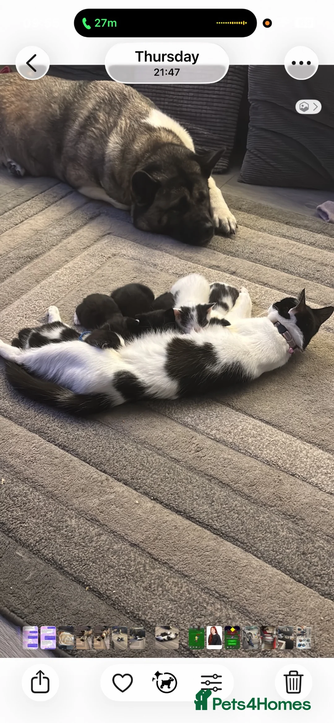 Mixed Breed cats for sale: Beautiful kittens  in Manchester - Advert 1