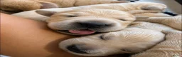 Golden Retriever dogs for sale: Available from Setember Golden Retrievers  - Advert 3