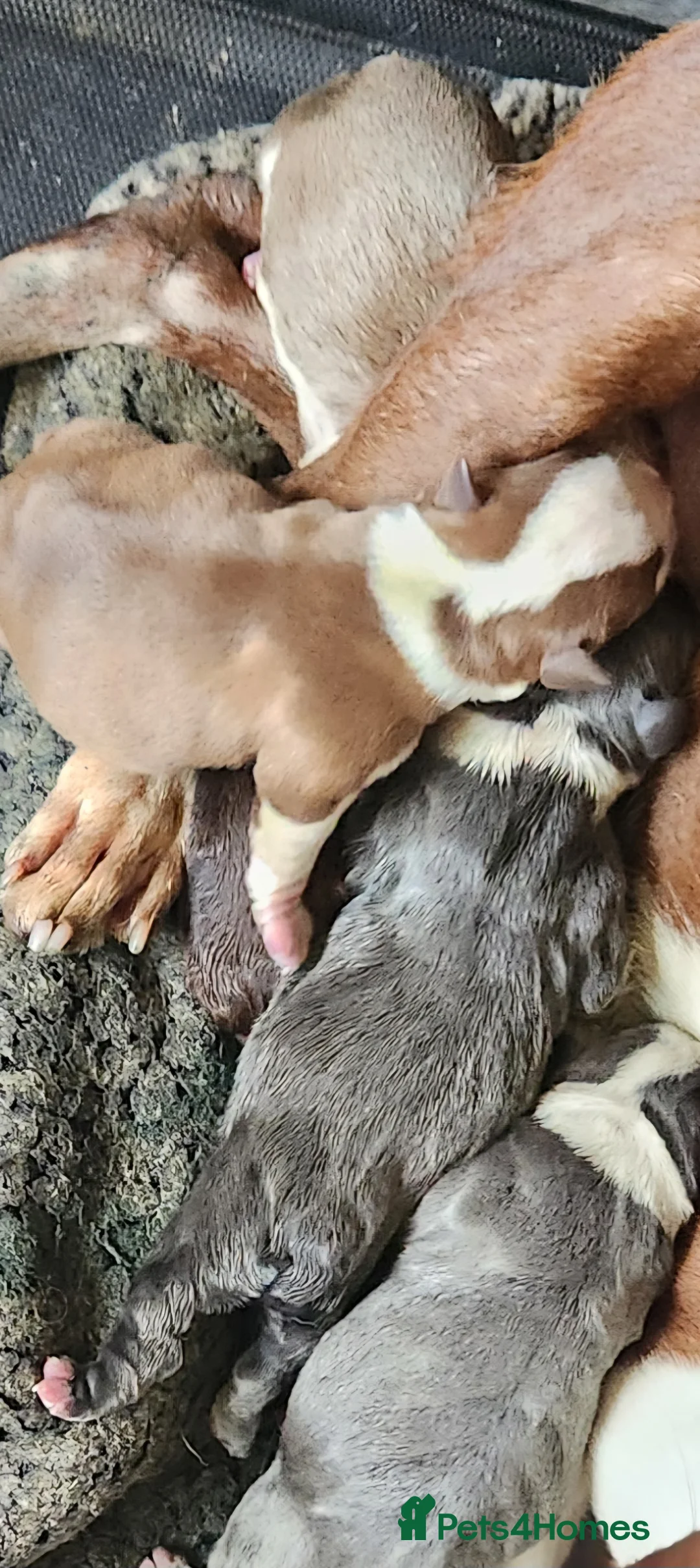 Boston Terrier dogs for stud: Stunning Proven KC Boston Terrier stud dog in Leeds - Advert 12