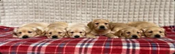 Golden Retriever dogs for sale: GORGEOUS GOLDEN RETRIEVER PUPPIES  in Carmarthen - Advert 21