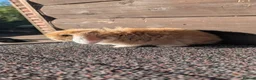 Mini Lion Lop rabbits for sale: Mini lion lops bunnies  in Exeter - Advert 6
