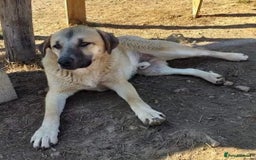 Mixed Breed dogs for adoption: Gentle Louie is ready for his forever family! - Image 9