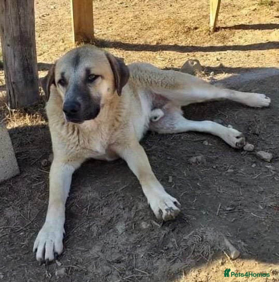 Mixed Breed dogs for adoption: Gentle Louie is ready for his forever family! - Image 9