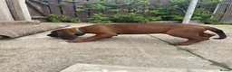 Bavarian Mountain Hound dogs for sale: Bavarian mountain scent hound male puppy’s  - Advert 2
