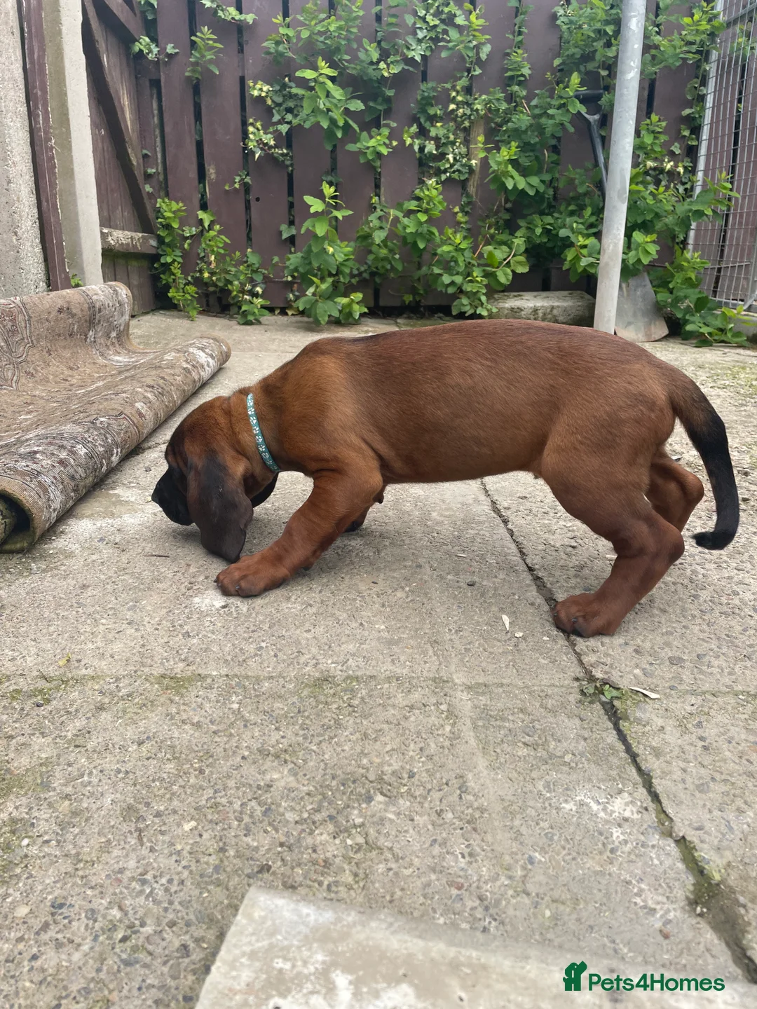 Bavarian Mountain Hound dogs for sale: Bavarian mountain scent hound male puppy’s  - Advert 2