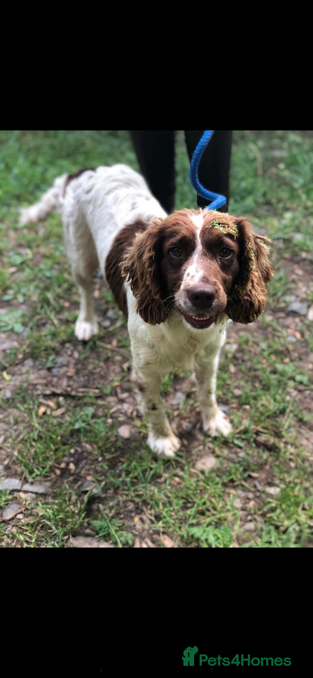 English Springer Spaniel dogs for sale: Rehome English Springer spaniel  - Advert 1