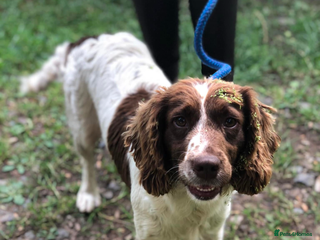 English Springer Spaniel dogs Rehome English Springer spaniel - Advert 3