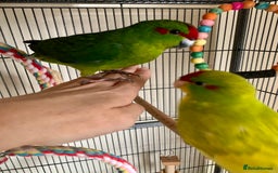 Parakeets birds for sale: 2 Hand Reared Boys Kakariki’s  - Image 2