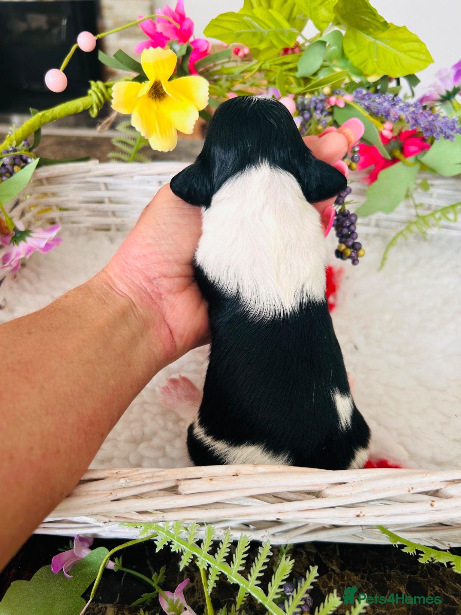 Miniature Dachshund dogs Piebald Minature Longhair Creams  - Advert 18