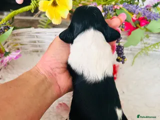 Miniature Dachshund dogs Piebald Minature Longhair Creams - Advert 18