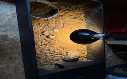Tortoise reptiles for sale: Male tortoise  - Image 3