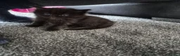 Mixed Breed cats for sale: Ragdoll x in Heanor - Advert 7