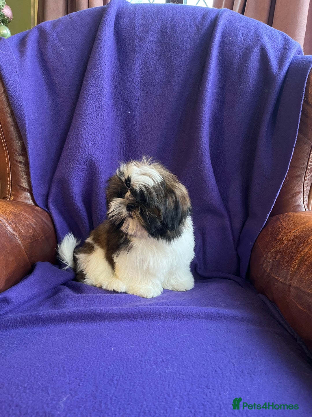 Shih Tzu dogs for sale: Lovely ShihTzu puppies - Advert 15