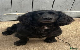 Cocker Spaniel dogs for sale: Extremely well bred KC Cocker Spaniel puppies  - Image 12