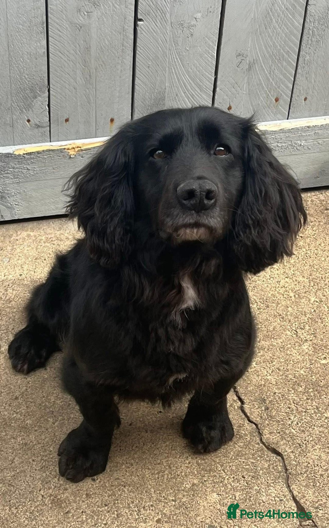 Cocker Spaniel dogs for sale: Extremely well bred KC Cocker Spaniel puppies  - Image 12