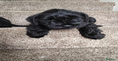 Miniature Schnauzer dogs in Llanelli - Advert 12