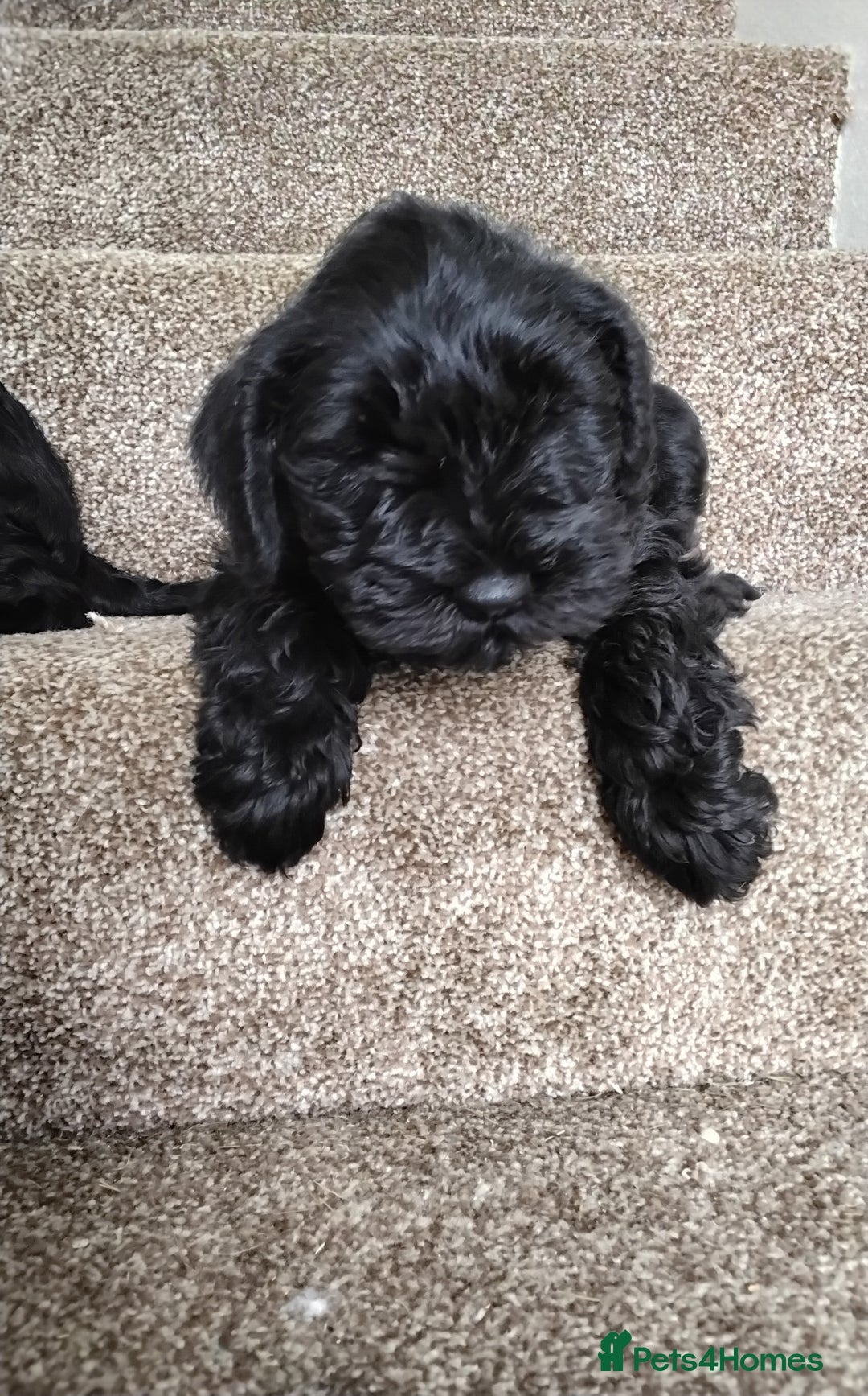 Miniature Schnauzer dogs for sale: ONLY LEFT  TWO BLACK BOYS Nice Miniatu Schnauzers  in Llanelli - Image 3