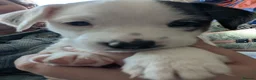 Jack Russell dogs for sale: Stunning jack Russell puppies - Advert 10