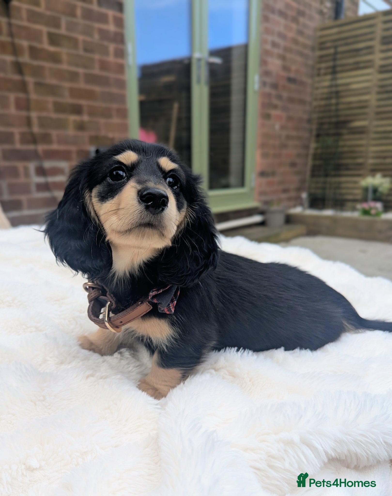 Miniature Dachshund dogs READY NOW! 💙 longhaired Black & cream mini daxie - Advert 18