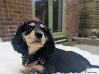 Miniature Dachshund dogs READY NOW! 💙 longhaired Black & cream mini daxie - Advert 18