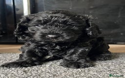 Cavapoo dogs for sale: Gorgeous F1 cavapoo pups (1 remaining) - Image 4